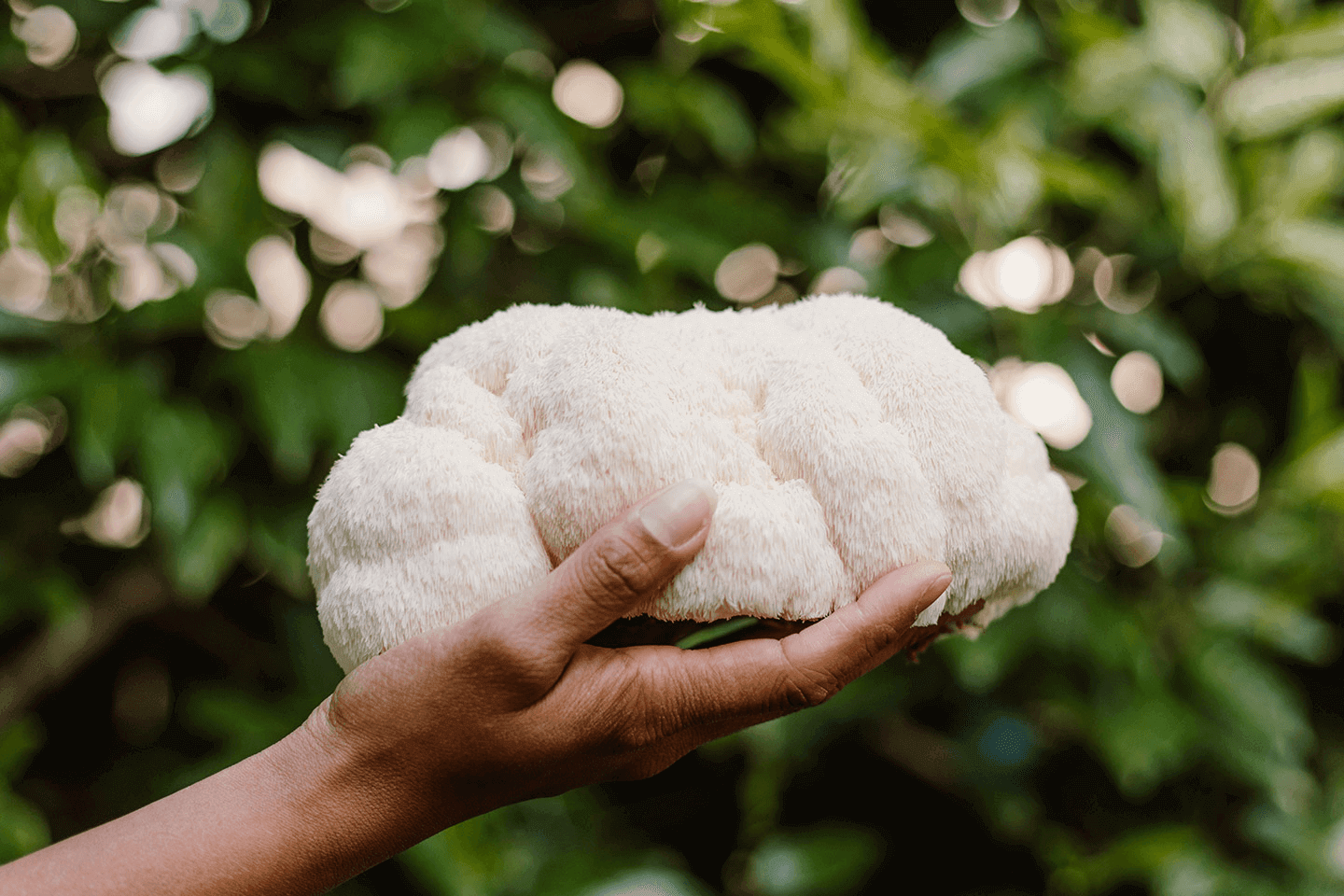 Exploring the Natural Science of Brain Health: The Role of Lion’s Mane