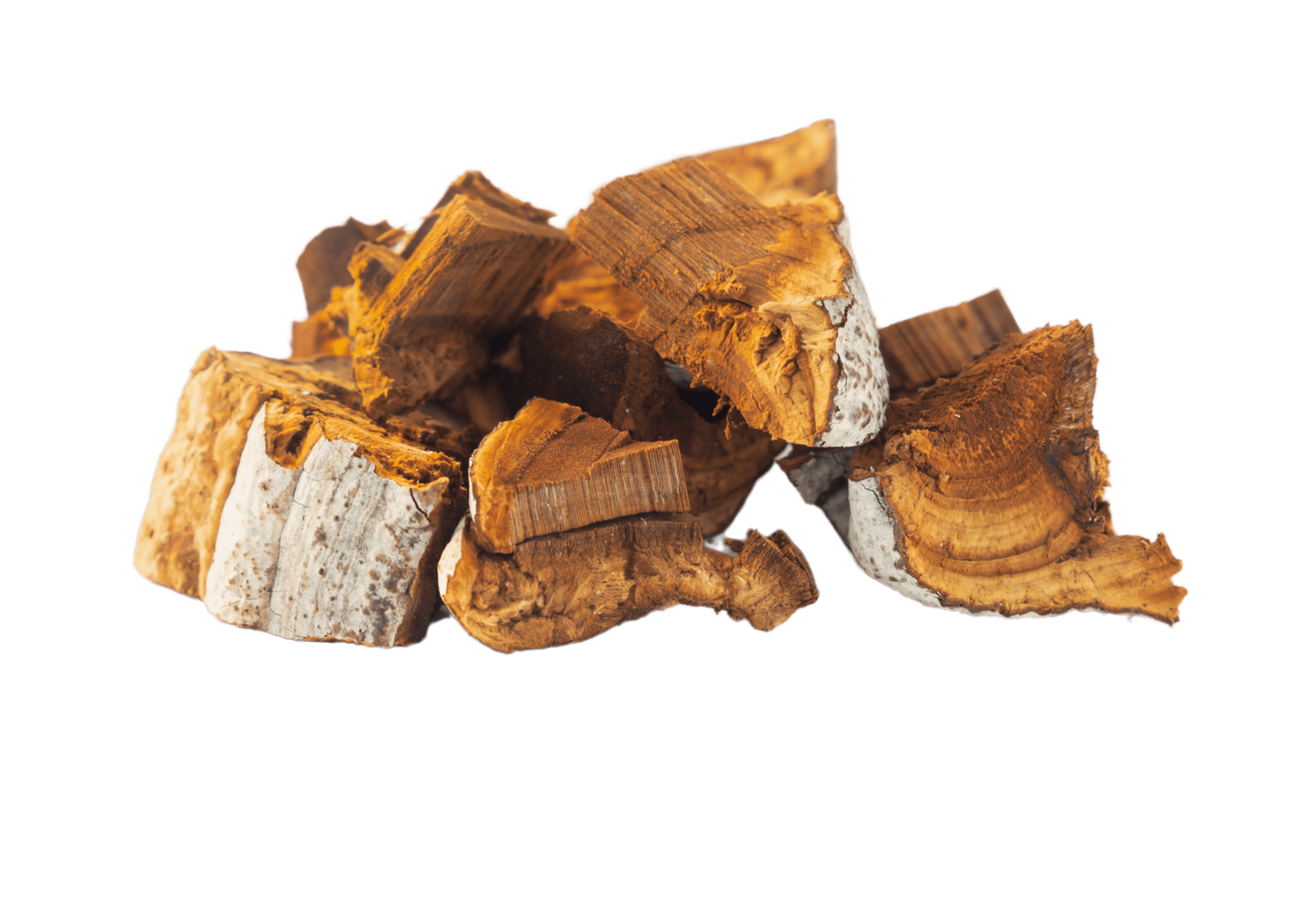 Chaga mushroom powder South Africa – antioxidant-rich support for immune and skin health