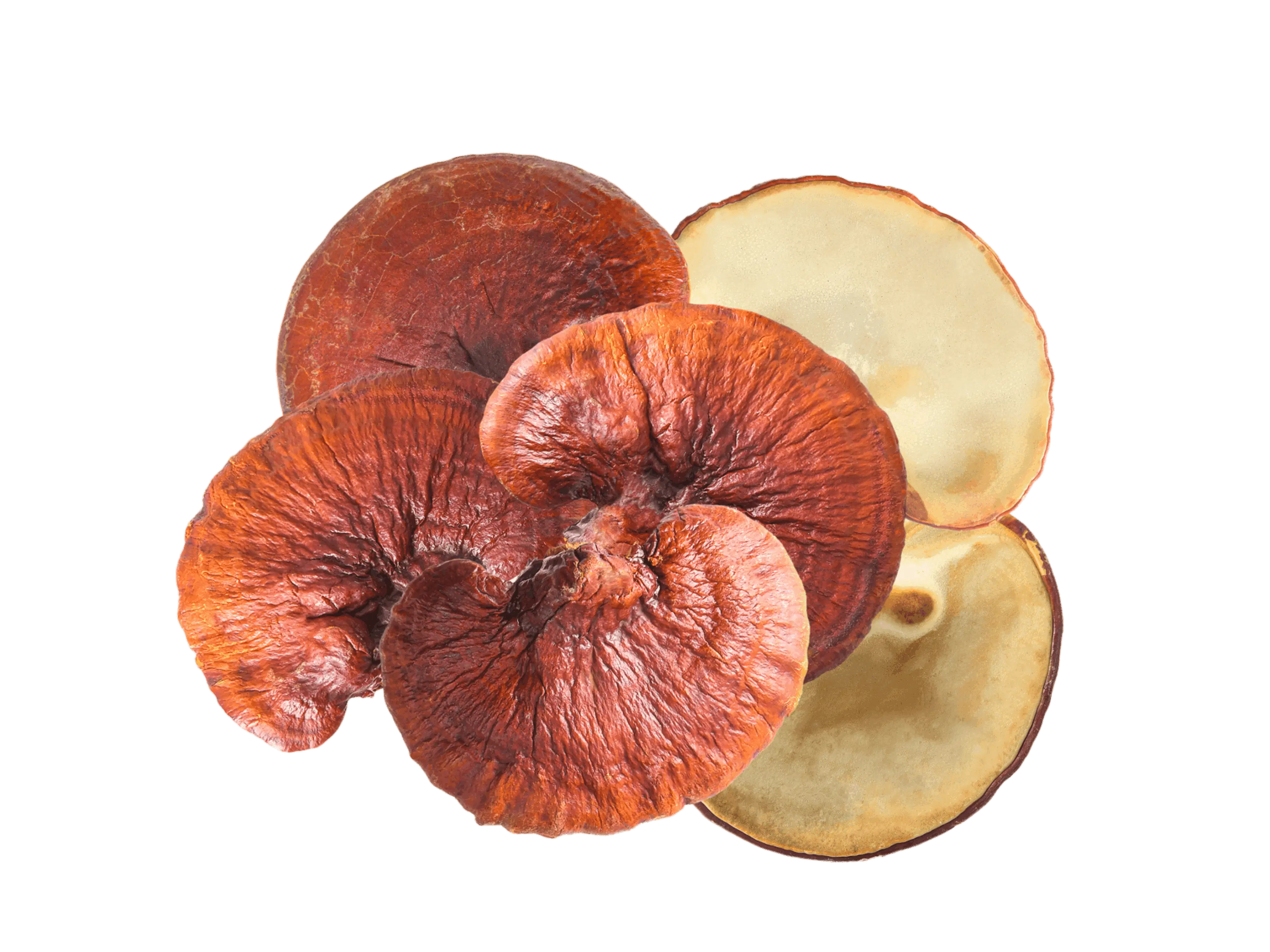 Reishi mushroom powder South Africa – calming adaptogen for stress and sleep support