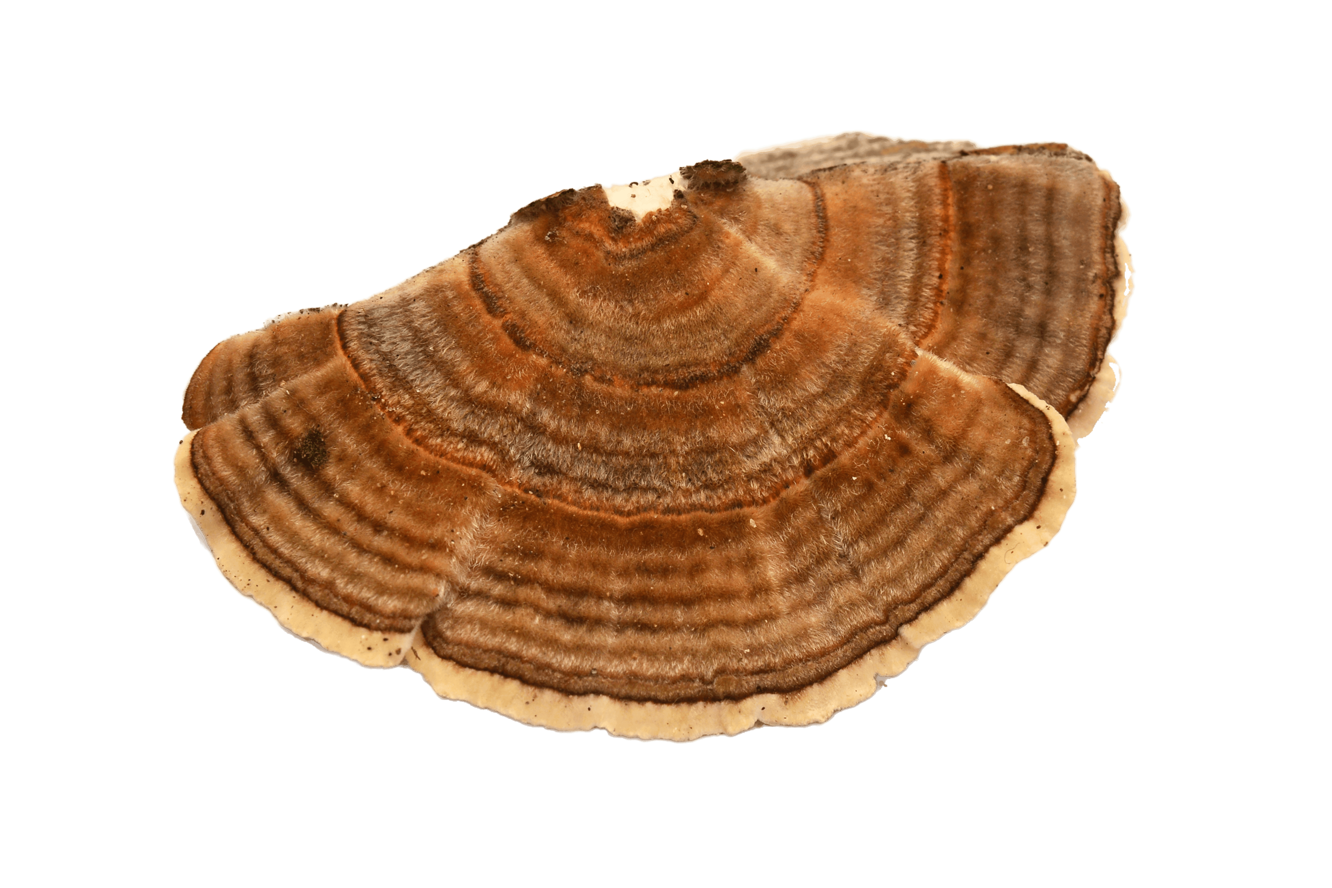 Turkey Tail mushroom powder South Africa – immune support for gut health and vitality