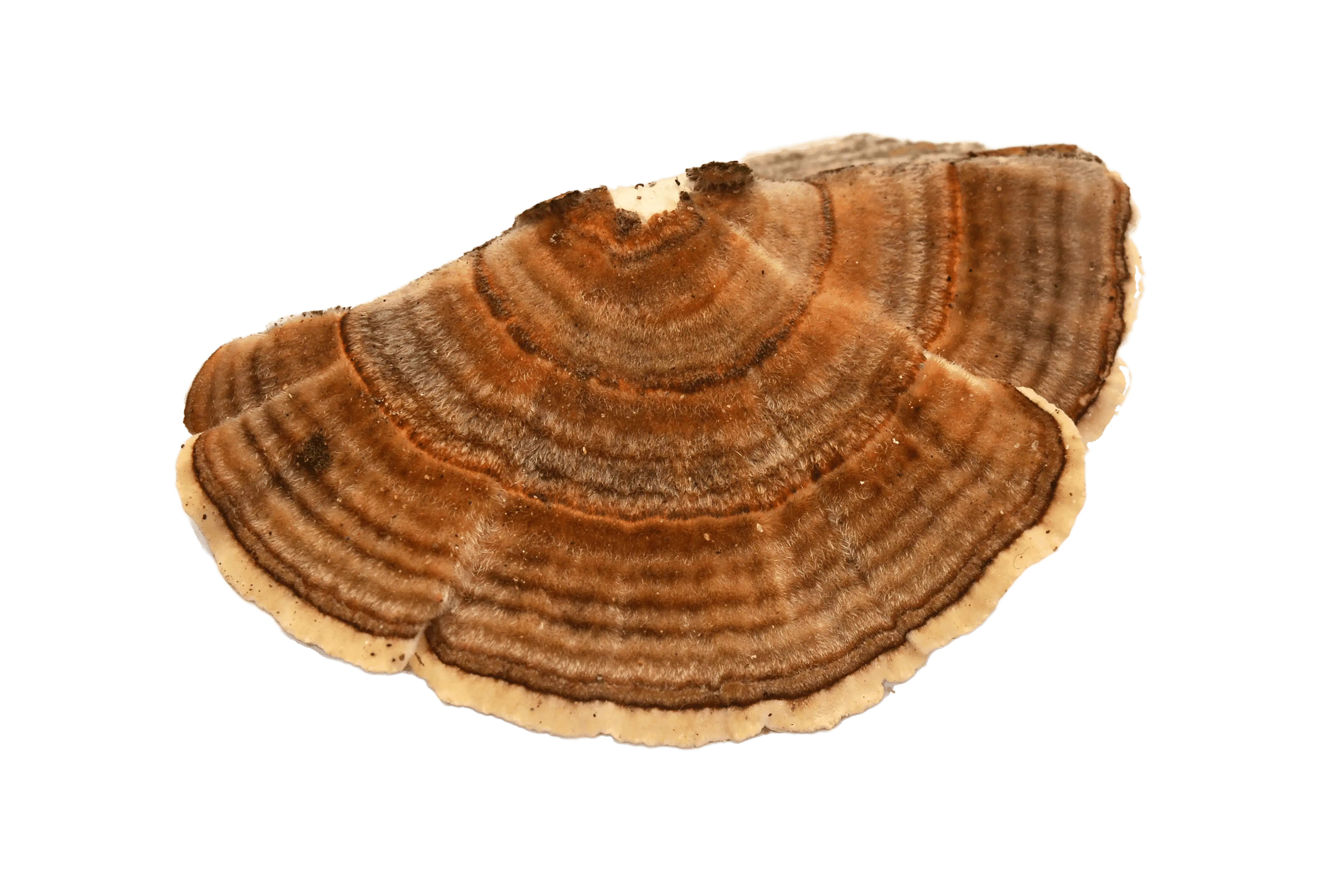Turkey Tail mushroom powder South Africa – immune support for gut health and vitality