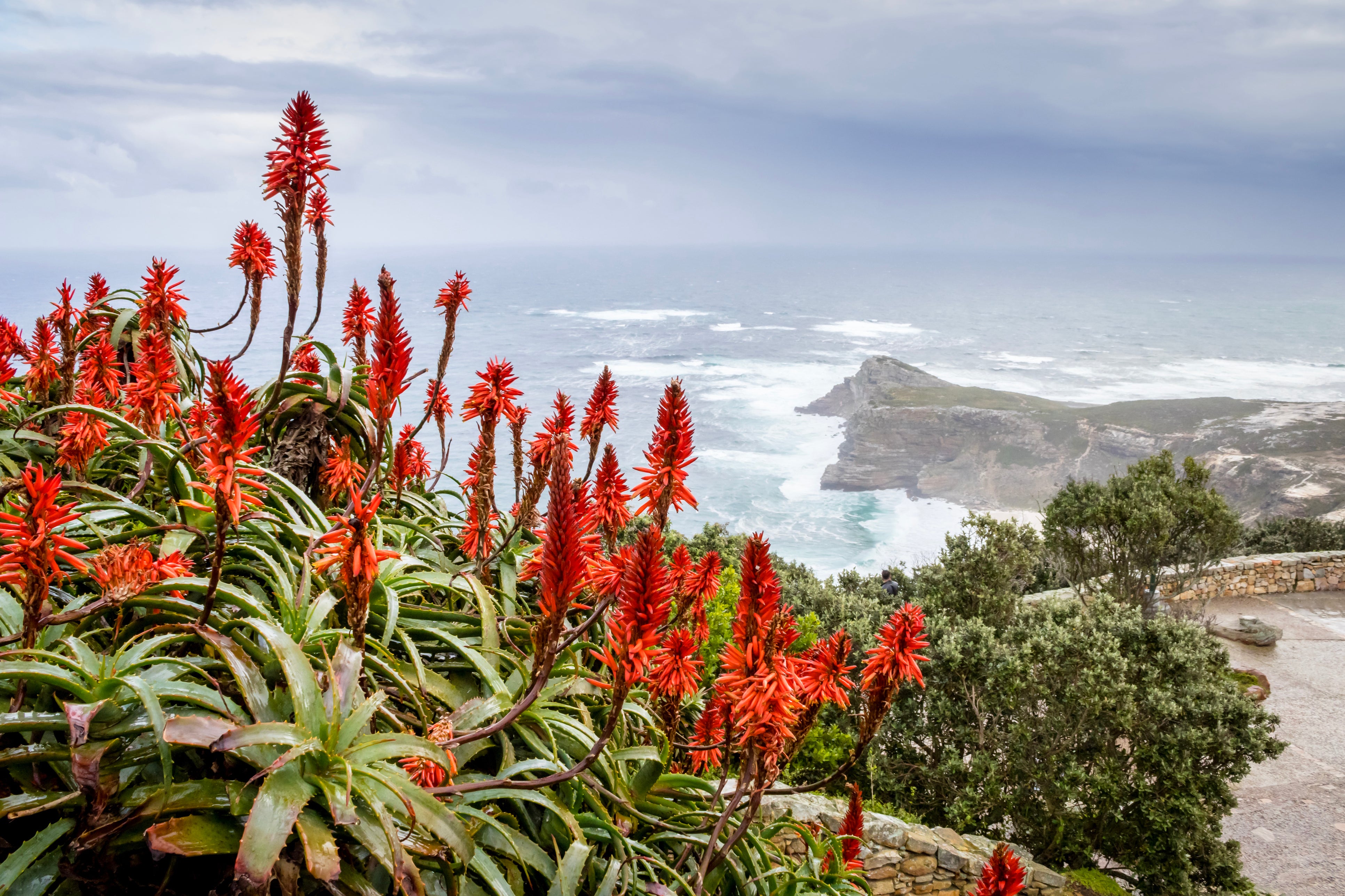 The Traditional Uses of Aloe Ferox