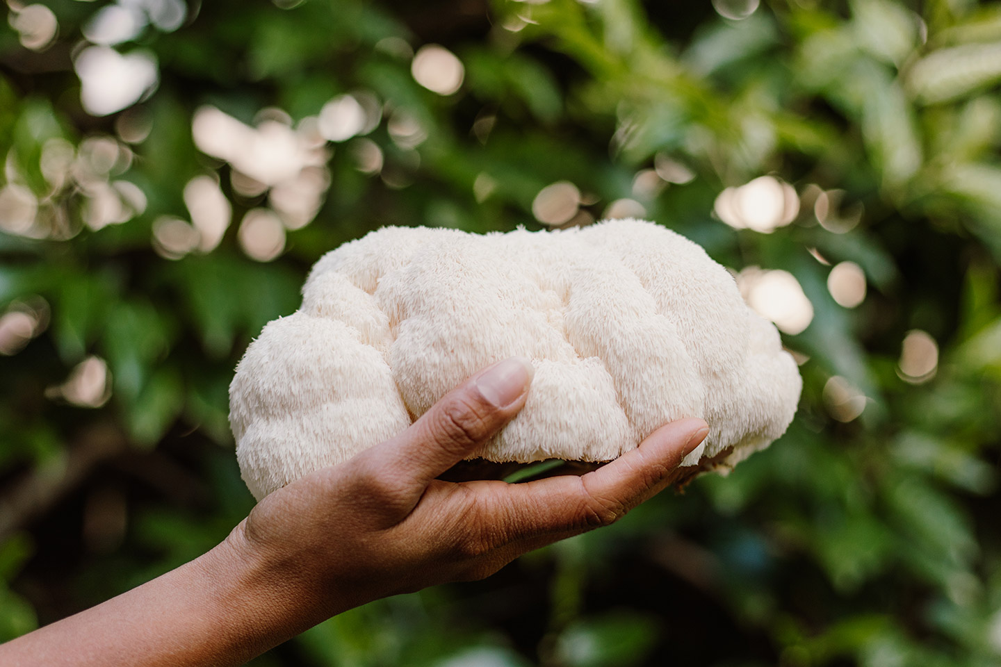 Harnessing Lion’s Mane Mushroom Powder for Parkinson’s Disease