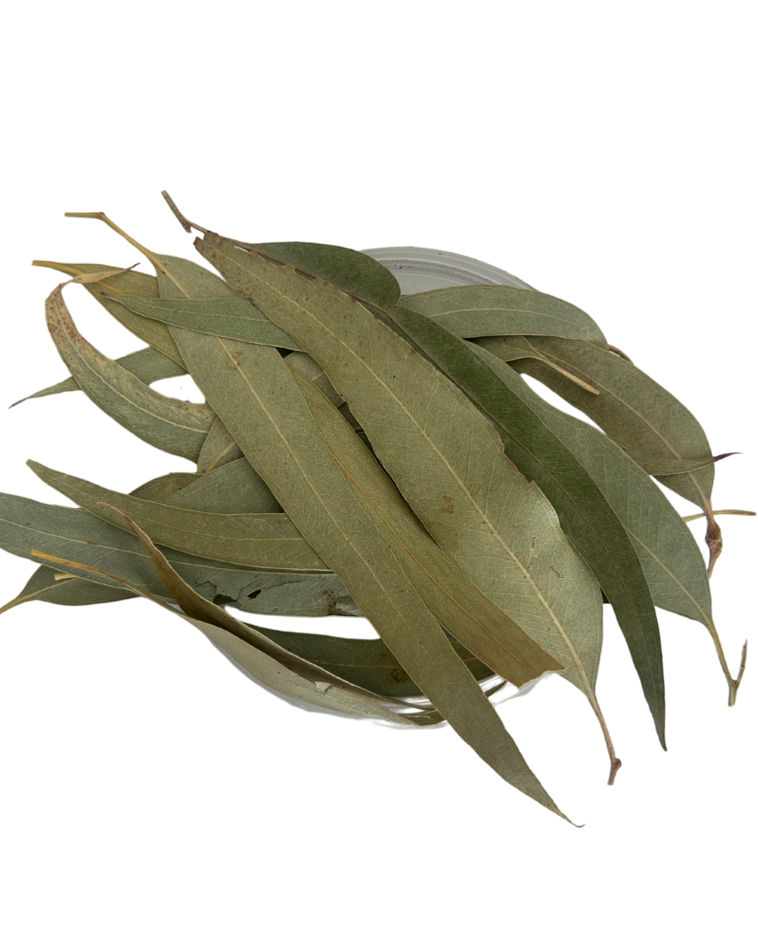 Eucalyptus