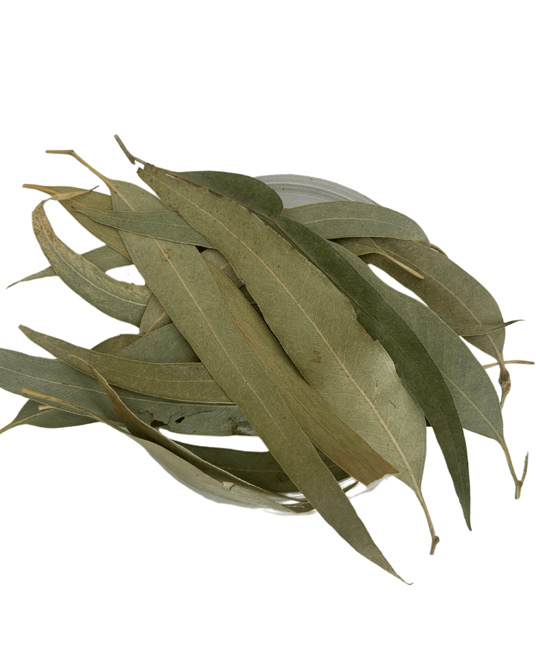 Eucalyptus leaf tea – herbal tea for respiratory health and sinus relief – bulk dried leaves