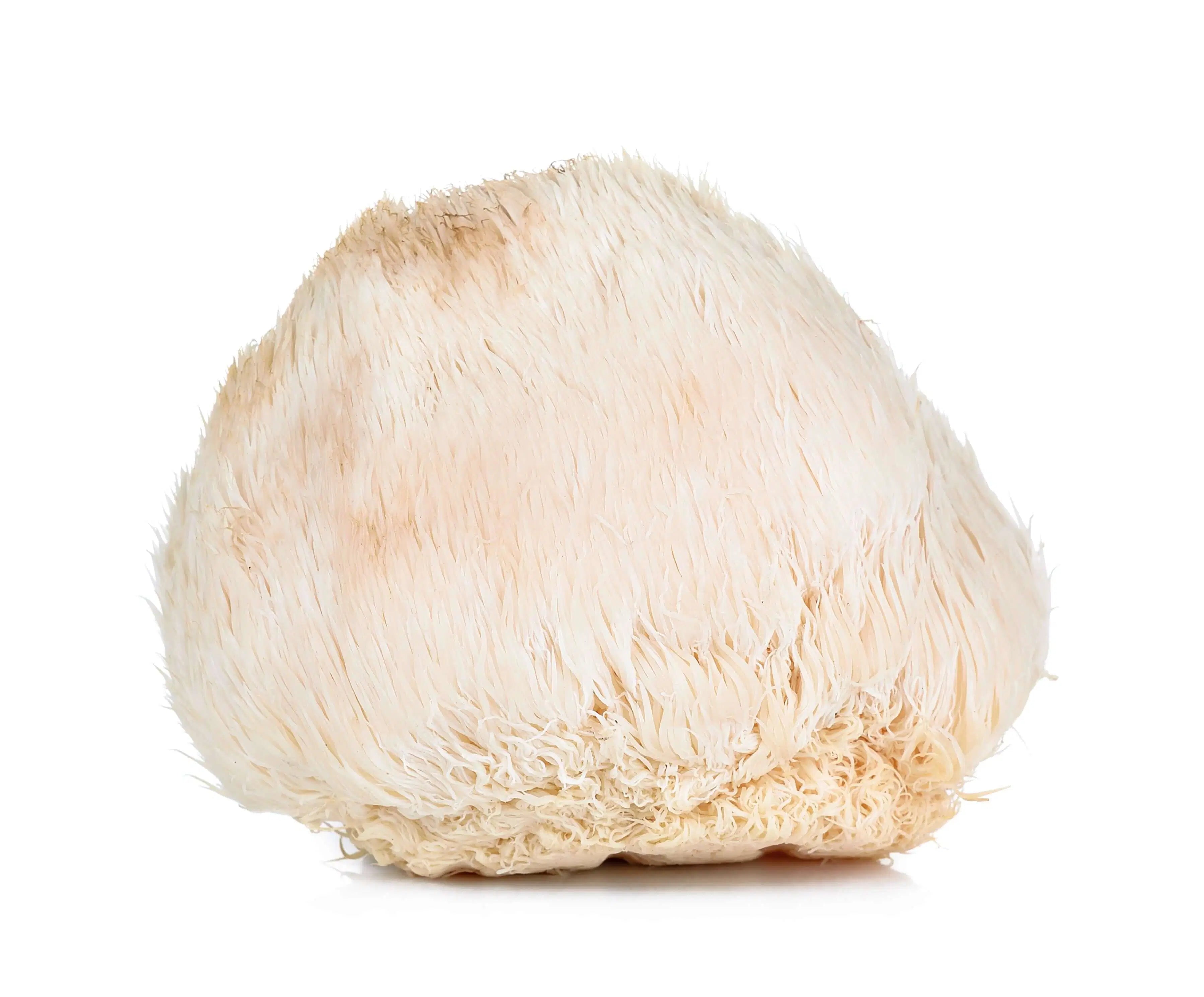 Lion’s Mane mushroom powder South Africa – natural brain booster for focus and memory