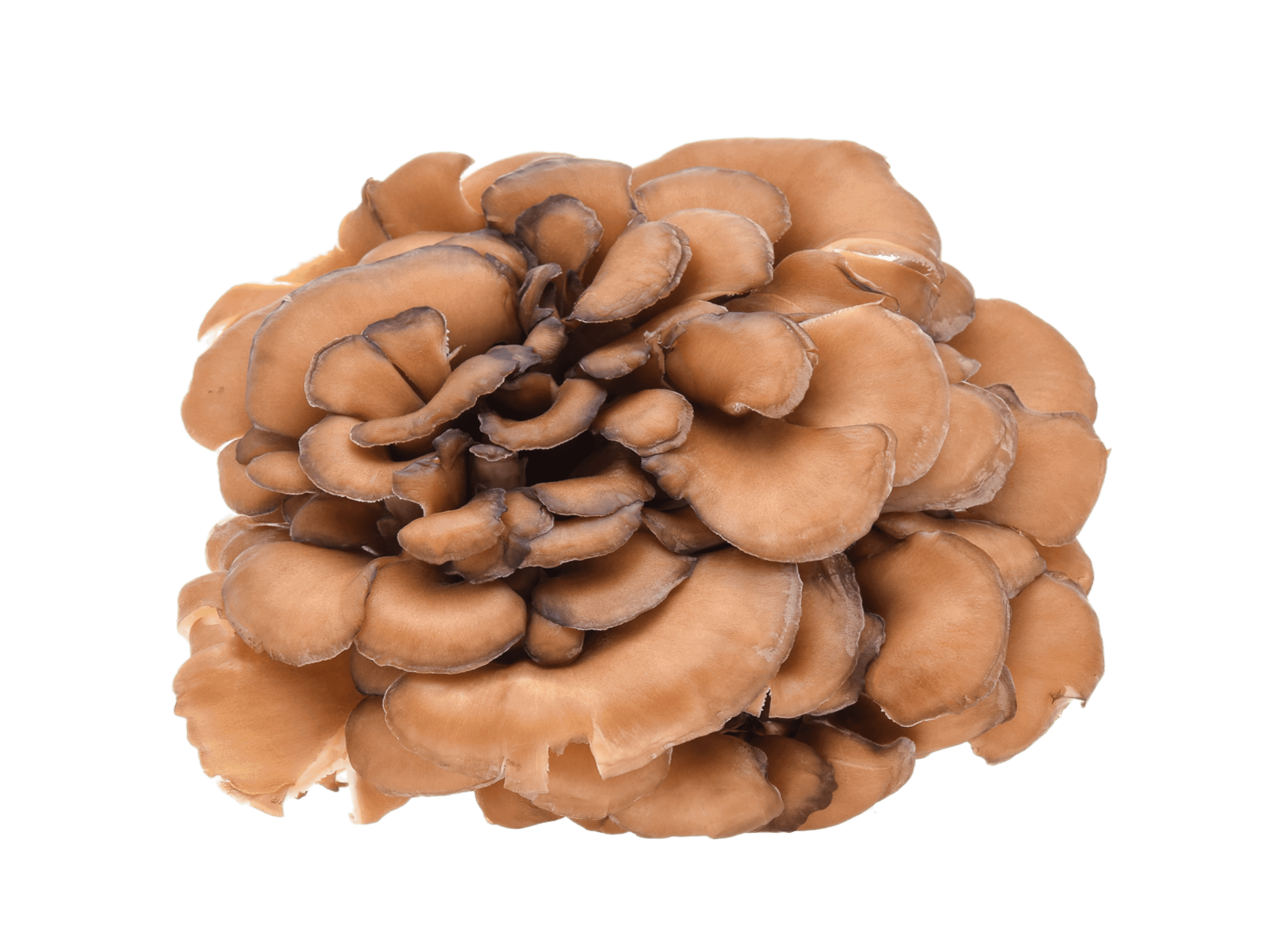 Maitake Powder - Botanicum SA