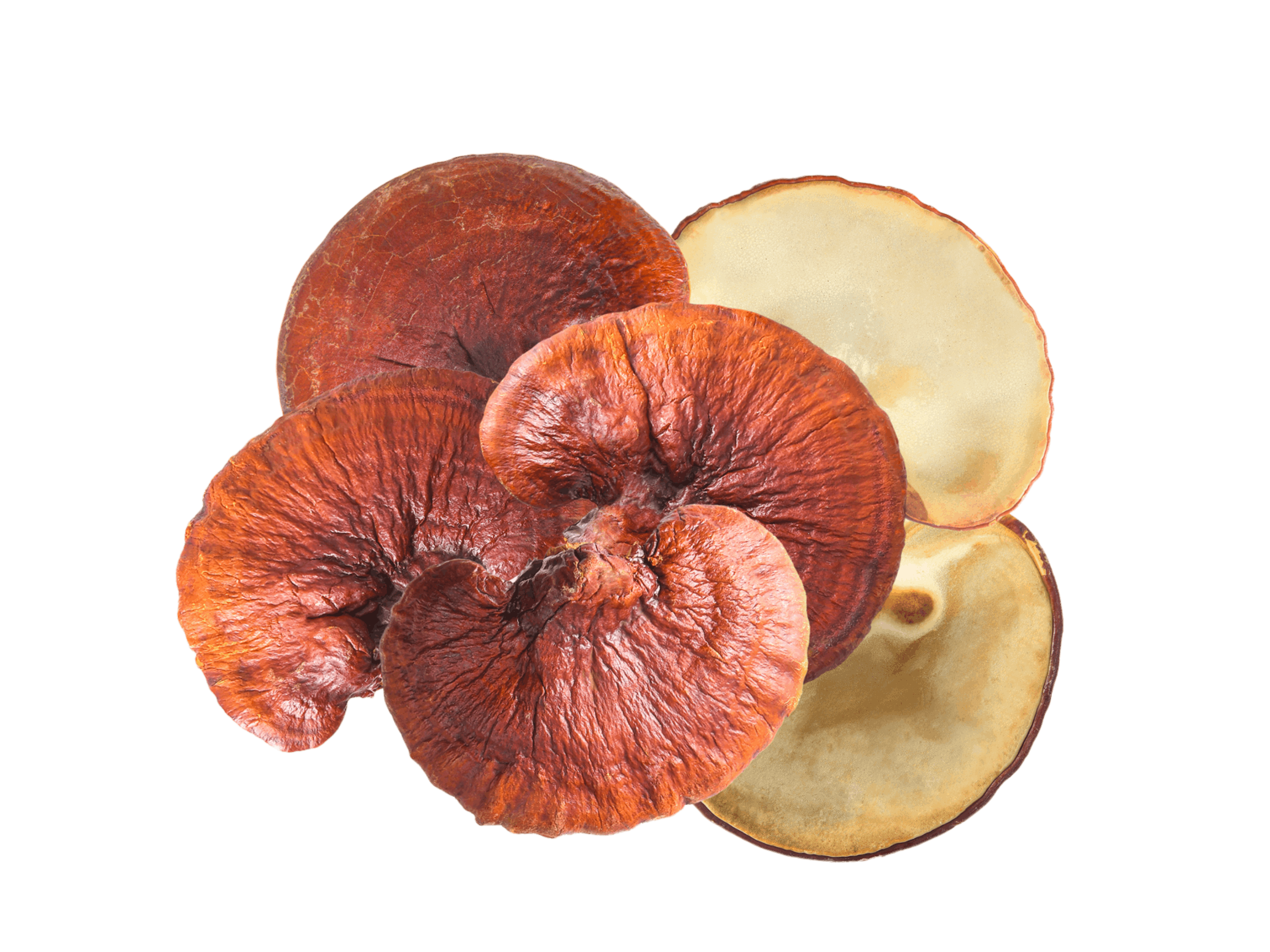 Reishi Powder - Botanicum SA